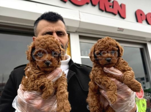 Toy Poodle Yavrular Wc Eği̇ti̇mli̇ Ankara görsel