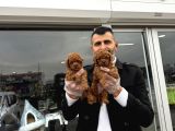 Toy Poodle Yavrular Wc Eği̇ti̇mli̇ Ankara