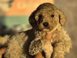 Giant Poodle Yavrular