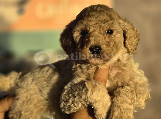Giant Poodle Yavrular görsel
