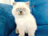 British Blue Point Yavrusu