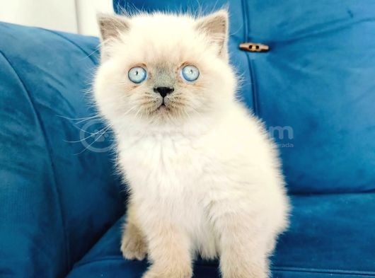 British Blue Point Yavrusu görsel
