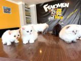 Renk Renk British Shorthair Yavrularimiz Fenomen Pet Ankara