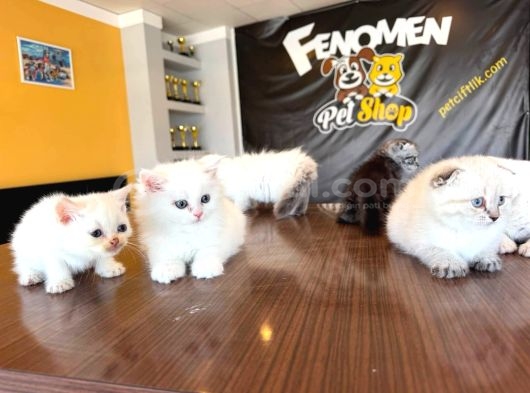 Renk Renk British Shorthair Yavrularimiz Fenomen Pet Ankara görsel