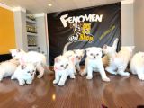 Renk Renk British Shorthair Yavrularimiz Fenomen Pet Ankara