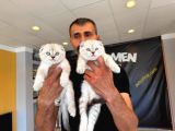 Renk Renk British Shorthair Yavrularimiz Fenomen Pet Ankara