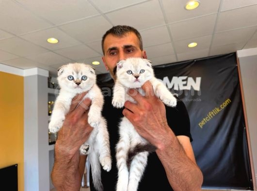 Renk Renk British Shorthair Yavrularimiz Fenomen Pet Ankara görsel