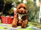 Mini Boyutuyla Göz Alıcı Maltipoo Bebekler