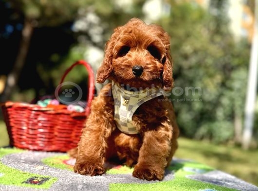 Mini Boyutuyla Göz Alıcı Maltipoo Bebekler