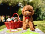 Maltipoo Mini Güzel Yavrular