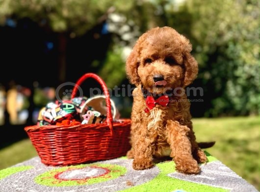 Maltipoo mini güzel yavrular