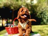 Mini Boyutuyla Göz Alıcı Maltipoo Bebekler