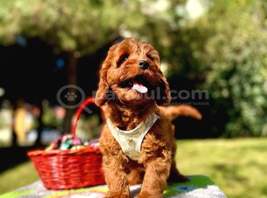 Mini Boyutuyla Göz Alıcı Maltipoo Bebekler görsel