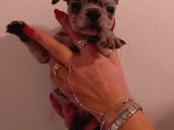 Exotic French Bulldog Yavrular