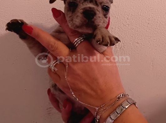 Exotic French Bulldog Yavrular görsel