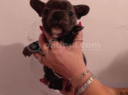 Exotic French Bulldog yavrular