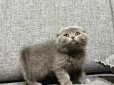 Kısa Tüylü Scottish Fold Erkek