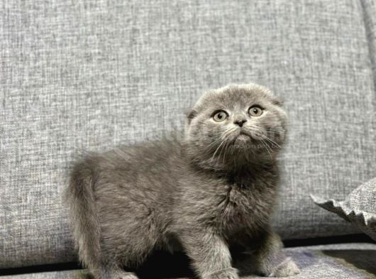 Kısa Tüylü Scottish Fold Erkek görsel