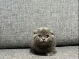 Kısa tüylü scottish fold erkek