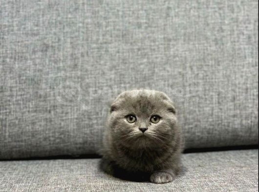 Kısa Tüylü Scottish Fold Erkek