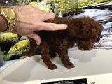 Çok Tatlı Orijinal Toy Poodle Yavrusu
