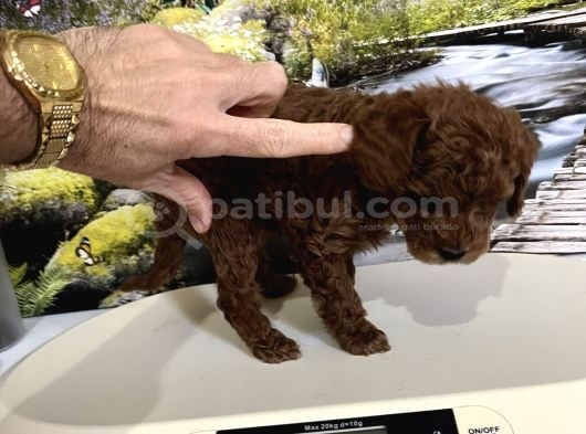 Çok Tatlı Orijinal Toy Poodle Yavrusu görsel