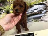 Çok Tatlı Orijinal Toy Poodle Yavrusu
