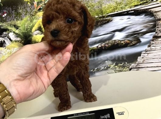 Çok Tatlı Orijinal Toy Poodle Yavrusu görsel