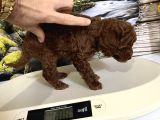 Çok Tatlı Orijinal Toy Poodle Yavrusu
