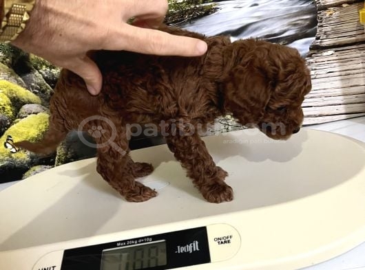 Çok Tatlı Orijinal Toy Poodle Yavrusu görsel
