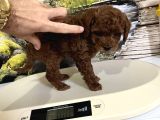 Çok Tatlı Orijinal Toy Poodle Yavrusu