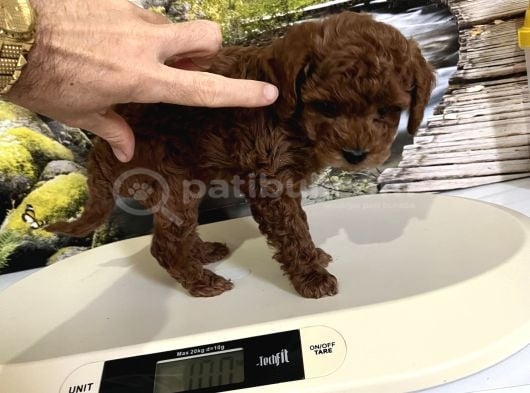 Çok Tatlı Orijinal Toy Poodle Yavrusu