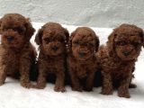 Anatomi̇ Hari̇kasi Oyuncak Boy Poodle Bebekler
