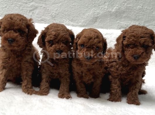 Anatomi̇ Hari̇kasi Oyuncak Boy Poodle Bebekler