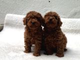 Anatomi̇ Hari̇kasi Oyuncak Boy Poodle Bebekler