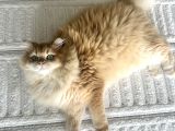 Ny12 golden-7 aylık Erkek British  longhair