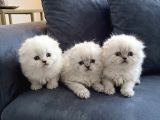 Safkan Scottish Fold Longhair Yavrular
