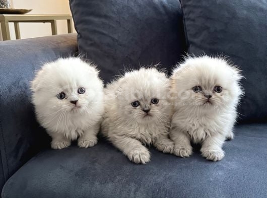 Safkan Scottish Fold Longhair Yavrular