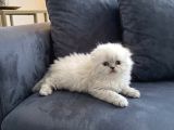 Safkan Scottish Fold Longhair Yavrular