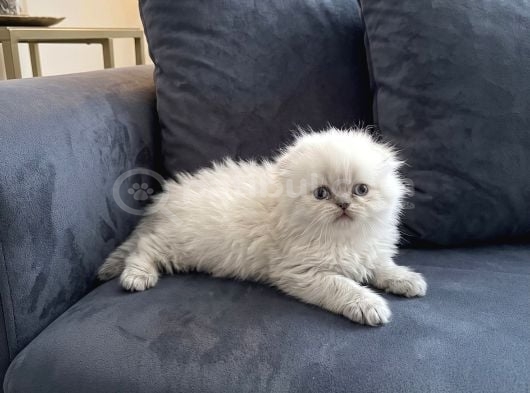 Safkan Scottish Fold Longhair Yavrular görsel
