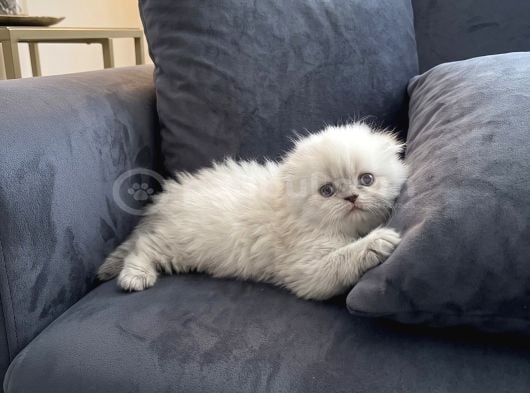 Safkan Scottish Fold Longhair Yavrular görsel