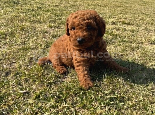 Safkan toy poodle dişi yavru
