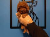 Red Browne Kore Toy Poodle Bebekleri̇mi̇z