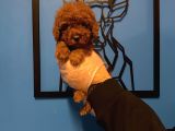 Red Browne Kore Toy Poodle Bebekleri̇mi̇z