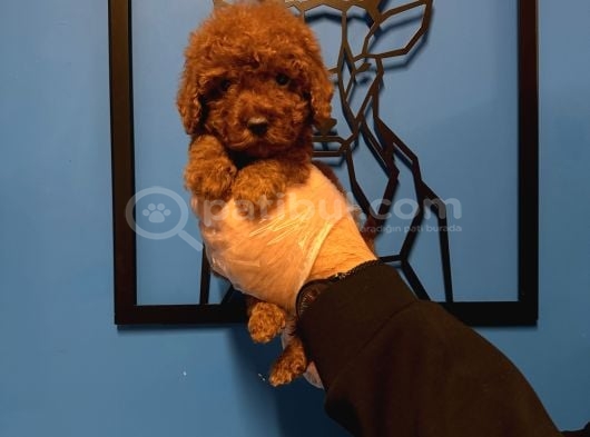 Red Browne Kore Toy Poodle Bebekleri̇mi̇z görsel