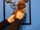 Red Browne Kore Toy Poodle Bebekleri̇mi̇z