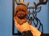 Red Browne Kore Toy Poodle Bebekleri̇mi̇z