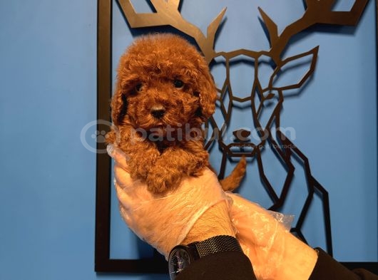 Red Browne Kore Toy Poodle Bebekleri̇mi̇z görsel