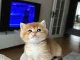 Show Kali̇te Golden Bri̇ti̇sh Shorthai̇r