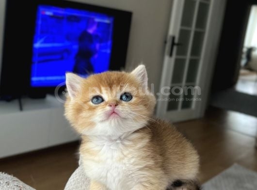 Show Kali̇te Golden Bri̇ti̇sh Shorthai̇r görsel